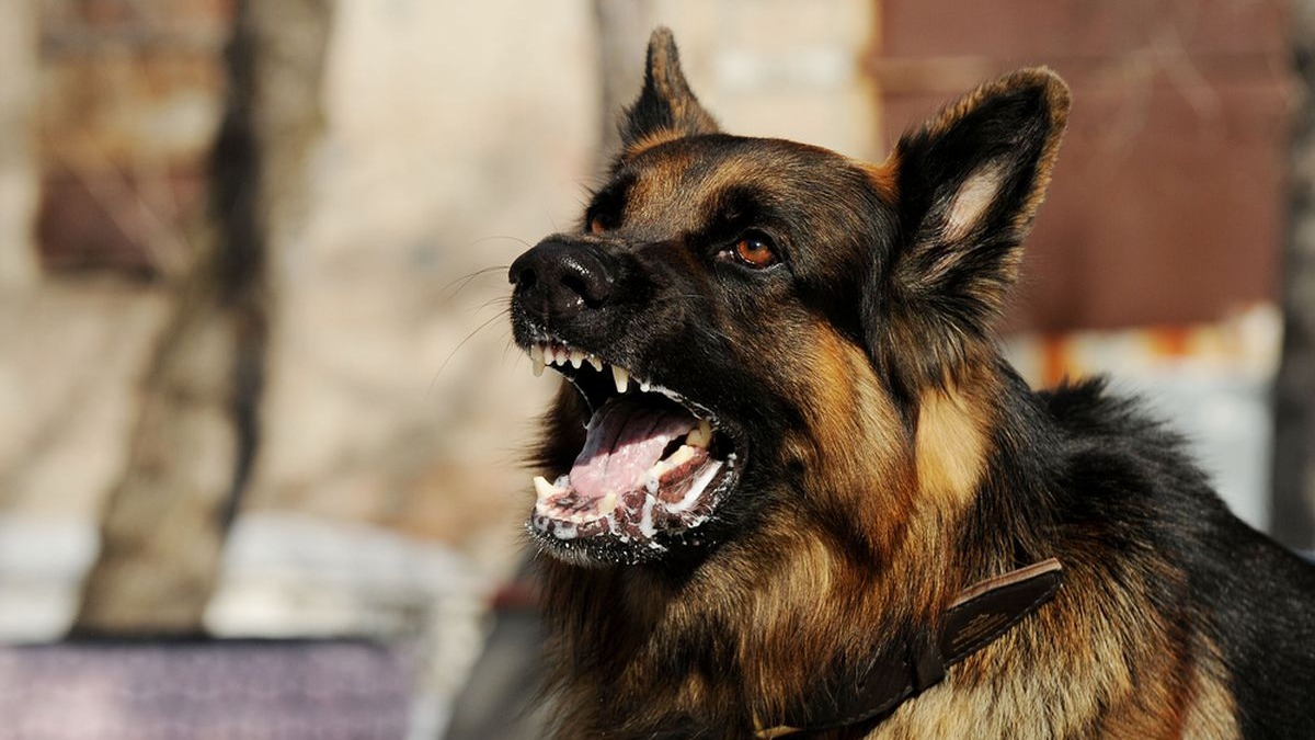 Mengapa Rabies di NTT Susah Hilang?