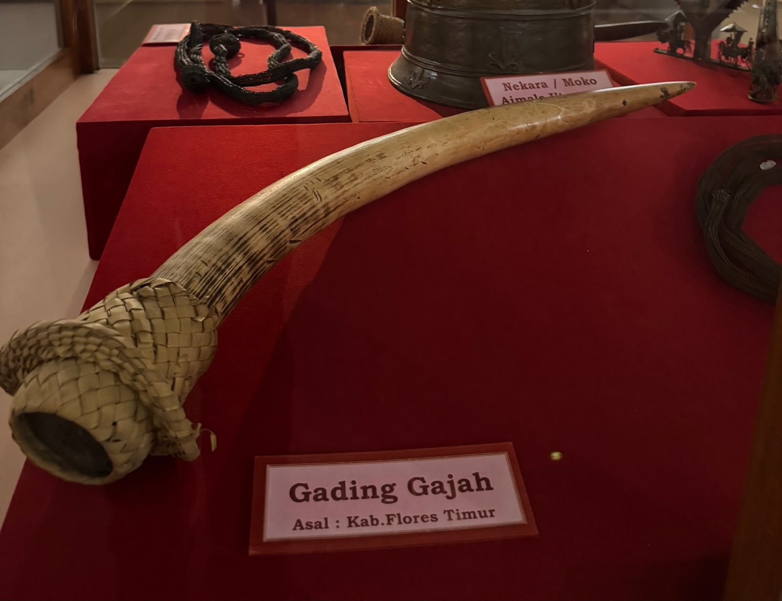 Gading Gajah Asal Flores Timur di Museum Daerah NTT, Jejak Mahar Adat Lamaholot